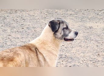 Wundervolle CELESTE-sanft, sozial, menschenbezogen, voller Liebe wartet sie auf ein schönes  Zuhause