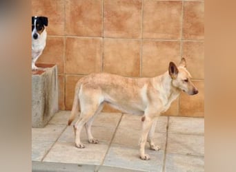 CALA-sehr angenehme, stille Hündin