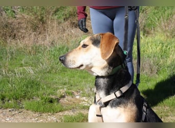 SOMBRA-lieb, sanftmütig, anhänglich und auf der Suche nach liebevoller Für-immer-Familie