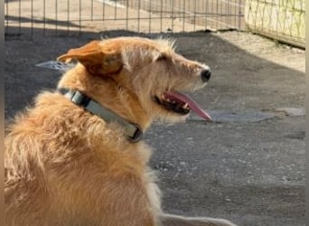 PEANUT-schnuckligen Zottel-Vertreter dieser wunderbaren Rasse