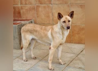 CALA-sehr angenehme, stille Hündin