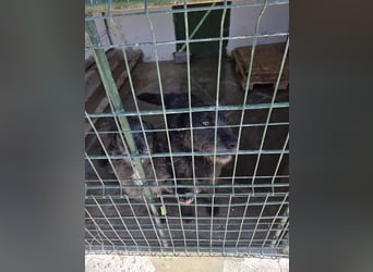 LUKE -neugieriger Herzensbub mit wachem Blick sucht liebevolles Zuhause