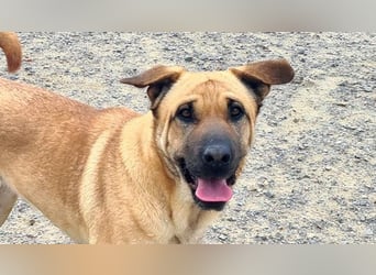 Zauberhafte GIGI-freundlich, höflich, ausgeglichen wartet auf ein schönes Zuhause