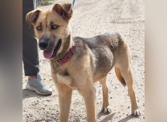SAMIRA-zarte Schmusehündin sucht liebevolles Zuhause