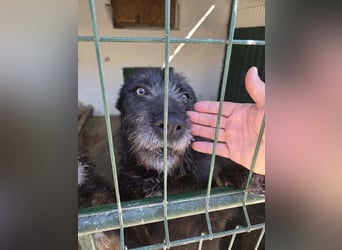 LUKE -neugieriger Herzensbub mit wachem Blick sucht liebevolles Zuhause