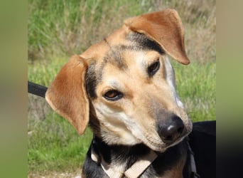 SOMBRA-lieb, sanftmütig, anhänglich und auf der Suche nach liebevoller Für-immer-Familie