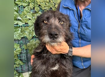 LUKE -neugieriger Herzensbub mit wachem Blick sucht liebevolles Zuhause