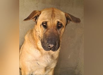 Zauberhafte GIGI-freundlich, höflich, ausgeglichen wartet auf ein schönes Zuhause