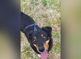 ROCKY– ruhiger Begleiter mit großem Herzen sucht sein Für-immer-Zuhause