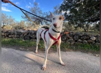 ALONSO-unglaublich liebevoller und sanfter Hund