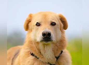 LORIEN - vorsichtiger Herzenshund sucht Menschen mit Geduld und Liebe