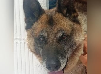 ELVIS-Schmusebär mit Entdeckerherz sucht Familienanschluss