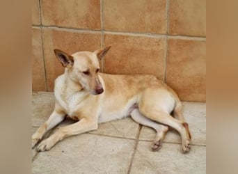 CALA-sehr angenehme, stille Hündin