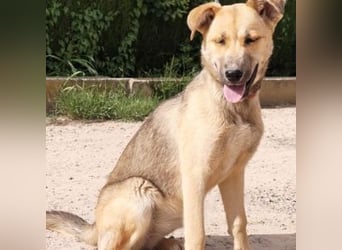 SAMIRA-zarte Schmusehündin sucht liebevolles Zuhause