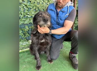 LUKE -neugieriger Herzensbub mit wachem Blick sucht liebevolles Zuhause