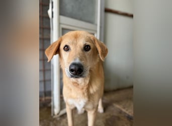 LORIEN - vorsichtiger Herzenshund sucht Menschen mit Geduld und Liebe