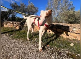 ALONSO-unglaublich liebevoller und sanfter Hund