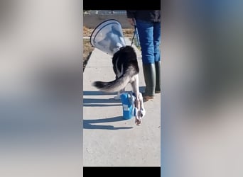 INDI- hätte so gerne ein tolles, liebevolles unbeschwertes Leben in einem liebevollen Zuhause