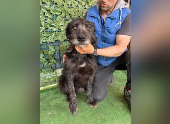 LUKE -neugieriger Herzensbub mit wachem Blick sucht liebevolles Zuhause