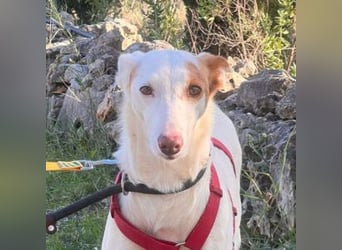 ALONSO-unglaublich liebevoller und sanfter Hund