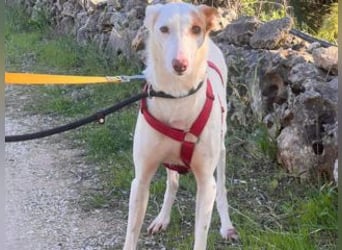 ALONSO-unglaublich liebevoller und sanfter Hund