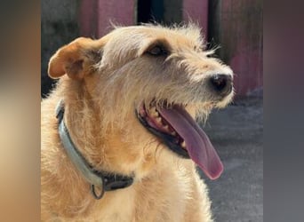 PEANUT-schnuckligen Zottel-Vertreter dieser wunderbaren Rasse