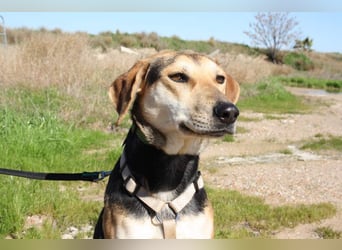 SOMBRA-lieb, sanftmütig, anhänglich und auf der Suche nach liebevoller Für-immer-Familie