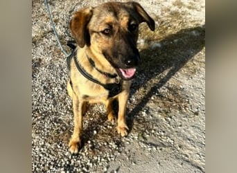 ZARA-eine ganz besondere Hündin mit einer bewegenden Geschichte