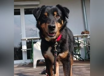 ROCKY– ruhiger Begleiter mit großem Herzen sucht sein Für-immer-Zuhause