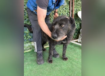 LUKE -neugieriger Herzensbub mit wachem Blick sucht liebevolles Zuhause