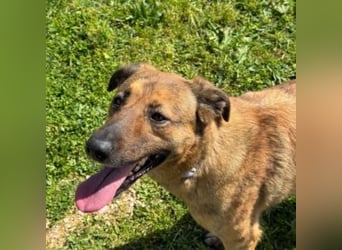 ZARA-eine ganz besondere Hündin mit einer bewegenden Geschichte