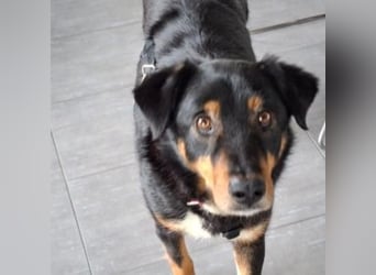 ROCKY– ruhiger Begleiter mit großem Herzen sucht sein Für-immer-Zuhause