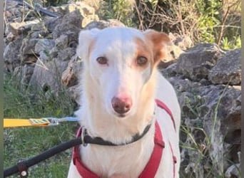 ALONSO-unglaublich liebevoller und sanfter Hund