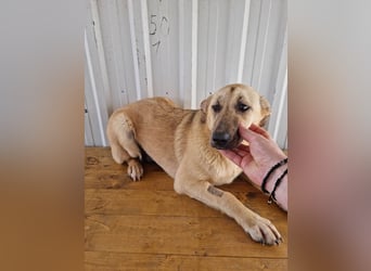 SASHA - unendlich liebes Hundemädchen wartet sehnsüchtig auf liebevolles Für-immer-Zuhause