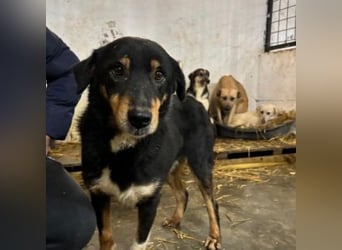 ROCKY– ruhiger Begleiter mit großem Herzen sucht sein Für-immer-Zuhause