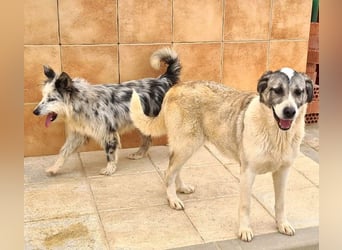 Wundervolle CELESTE-sanft, sozial, menschenbezogen, voller Liebe wartet sie auf ein schönes  Zuhause