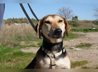 SOMBRA-lieb, sanftmütig, anhänglich und auf der Suche nach liebevoller Für-immer-Familie