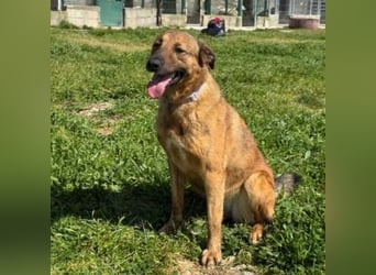 ZARA-eine ganz besondere Hündin mit einer bewegenden Geschichte