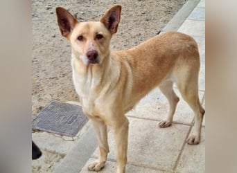 CALA-sehr angenehme, stille Hündin