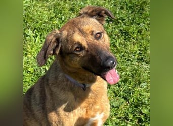 ZARA-eine ganz besondere Hündin mit einer bewegenden Geschichte