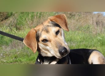 SOMBRA-lieb, sanftmütig, anhänglich und auf der Suche nach liebevoller Für-immer-Familie