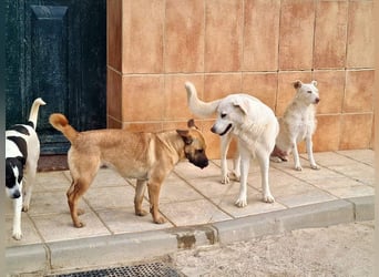 Zauberhafte GIGI-freundlich, höflich, ausgeglichen wartet auf ein schönes Zuhause