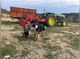 NINA-sanfte Seele mit großem Herzen sucht ihre liebevolle Für-immer-Familie
