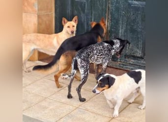 CALA-sehr angenehme, stille Hündin