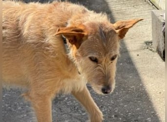 PEANUT-schnuckligen Zottel-Vertreter dieser wunderbaren Rasse