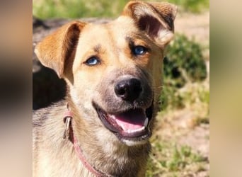 SAMIRA-zarte Schmusehündin sucht liebevolles Zuhause
