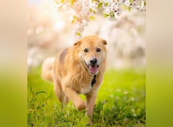 LORIEN - vorsichtiger Herzenshund sucht Menschen mit Geduld und Liebe