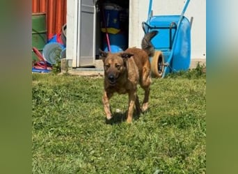 ZARA-eine ganz besondere Hündin mit einer bewegenden Geschichte