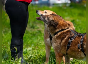 LORIEN - vorsichtiger Herzenshund sucht Menschen mit Geduld und Liebe