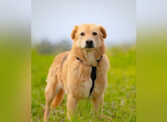 LORIEN - vorsichtiger Herzenshund sucht Menschen mit Geduld und Liebe